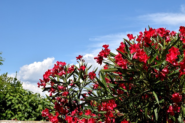 Portugese laurier: je tuin opfleuren met deze veelzijdige plant