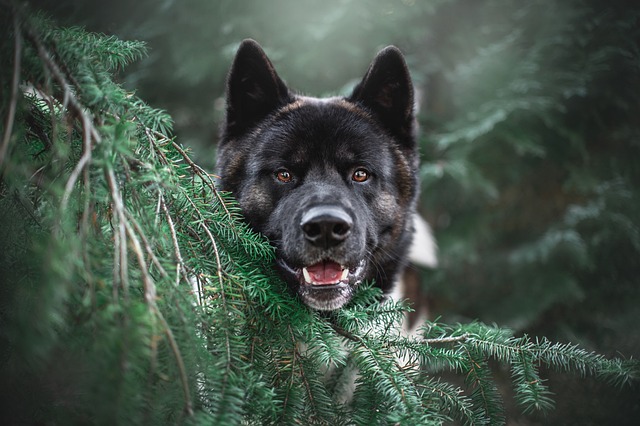Waarom trilt mijn hond? Ontdek de oorzaken en oplossingen
